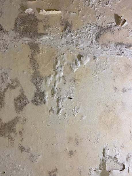 Best Emergency Mold Removal  in Kayenta, AZ