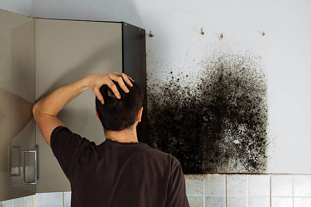 Best Toxic Mold Removal  in Kayenta, AZ