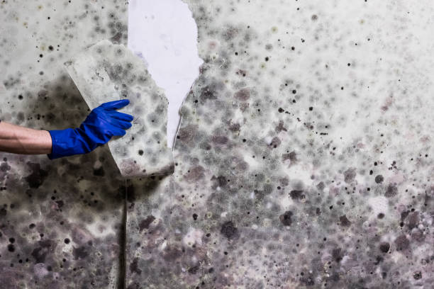 Best Attic Mold Removal  in Kayenta, AZ